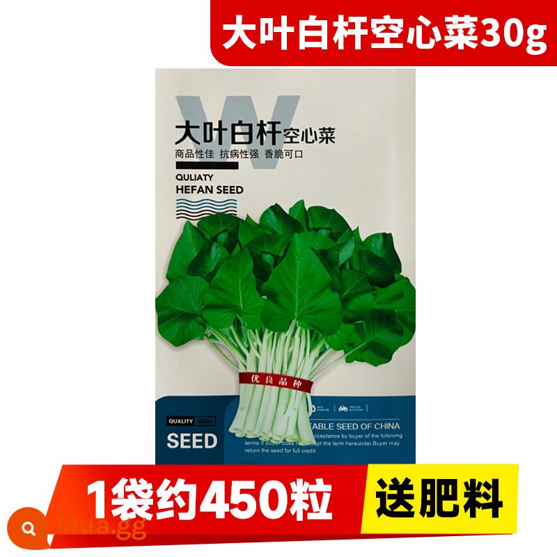 Hạt giống rau muống ba chĩa cho ban công bốn mùa trồng hạt giống rau, hạt mì ống thủy canh lá to và cây giống năng suất cao - [Giòn và ngon] Rau muống lá lớn 30g (khoảng 450 miếng trong 1 túi, không bón phân)