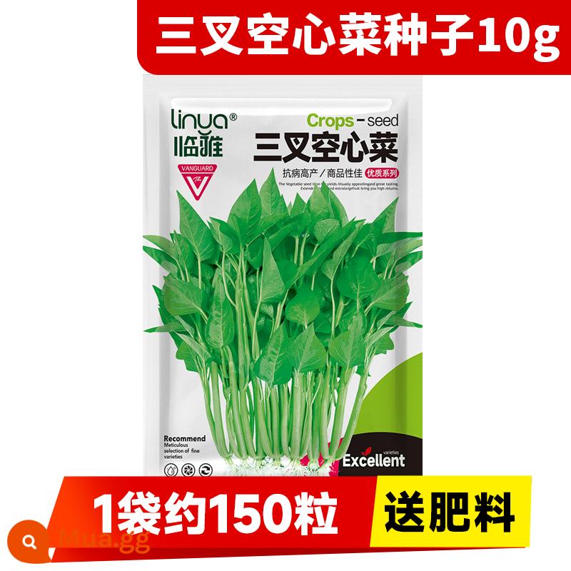 Hạt giống rau muống ba chĩa cho ban công bốn mùa trồng hạt giống rau, hạt mì ống thủy canh lá to và cây giống năng suất cao - [Sốc và năng suất cao] Hạt giống rau muống Linya Sancha 10g (1 túi khoảng 150 hạt, không bón phân)