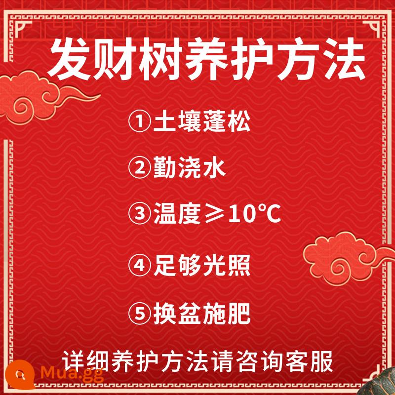 Cây tài lộc cây hoa chậu nhỏ để bàn trang trí trong nhà bốn mùa xanh tốt cây phòng khách bản địa cây giống may mắn - ----------Cách chăm sóc cây kim tiền các bạn đọc kỹ nhé----------