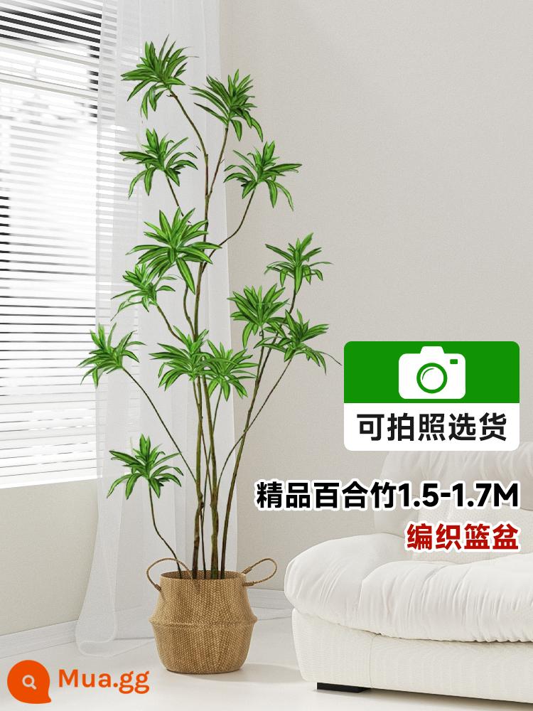 Lily Bamboo Phòng khách Cây xanh Phnom Penh Lily Bamboo Thực vật xanh trong chậu Cũ Hình dạng đống Đèn trong nhà Sang trọng Cây lớn - Chậu tre cao cấp 1,5-1,7m [có thể chụp ảnh để lựa chọn]