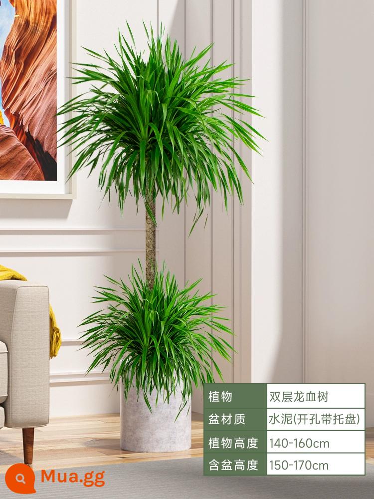 Dracaena chậu cây xanh trong nhà phòng khách lớn cây cảnh lớn hoa thật rồng sắt rồng râu cây văn phòng sàn nhà máy - Hai tầng ⭐ Cây huyết dụ cao 140-160cm [chậu xi măng trụ] kèm khay