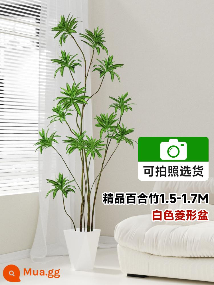 Lily Bamboo Phòng khách Cây xanh Phnom Penh Lily Bamboo Thực vật xanh trong chậu Cũ Hình dạng đống Đèn trong nhà Sang trọng Cây lớn - Chậu hoa huệ cao cấp cao cấp 1,5-1,7m nhựa trắng hình kim cương có bánh xe [có thể chụp ảnh để lựa chọn]