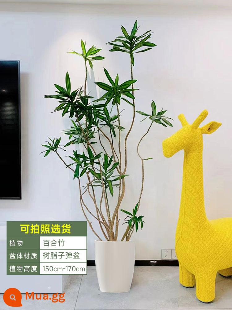 Golden Heart Lily Bamboo Cây xanh thực sự Cây lớn trong nhà Chậu cây Phòng khách Cây cảnh đặt trên sàn Văn phòng Cây huyết dụ Dễ bảo trì - [Giao hàng tận nhà] Tre Lily sang trọng nhẹ 150-170cm [Nồi nhựa đạn lớn]