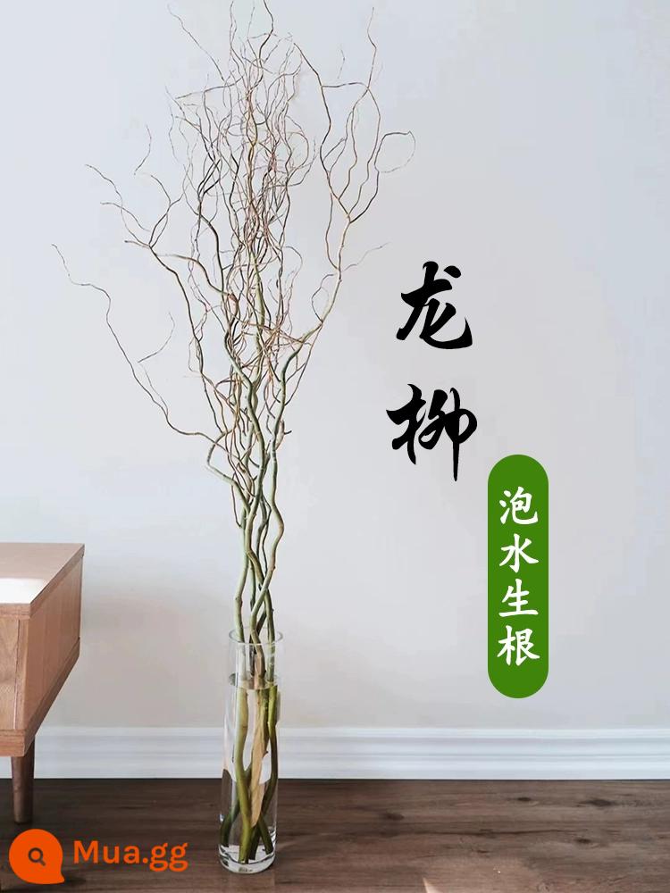 Cây thủy canh Rồng Liễu cành tươi cắt hoa thủy canh wabi-sabi gió cây xanh nandina tre tuyết liễu cành khô chuông treo trong nhà chậu cây - Đồng hồ treo phong cách Trung Hoa - 20 cây liễu rồng cao 1,2 mét được chọn lọc (ngâm nước lá dài) + 2 miễn phí