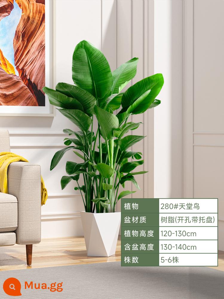 Chim thiên đường cây thủy canh hoa trong nhà phòng khách để bàn tốt để nuôi cây xanh trong chậu Strelitzia reginae hấp thụ formaldehyde mùa thu đông - [Chỉ dành cho phòng khách] Boutique Bird of Paradise 1,2-1,3 mét [chậu nhựa hình lăng trụ nhỏ màu trắng]