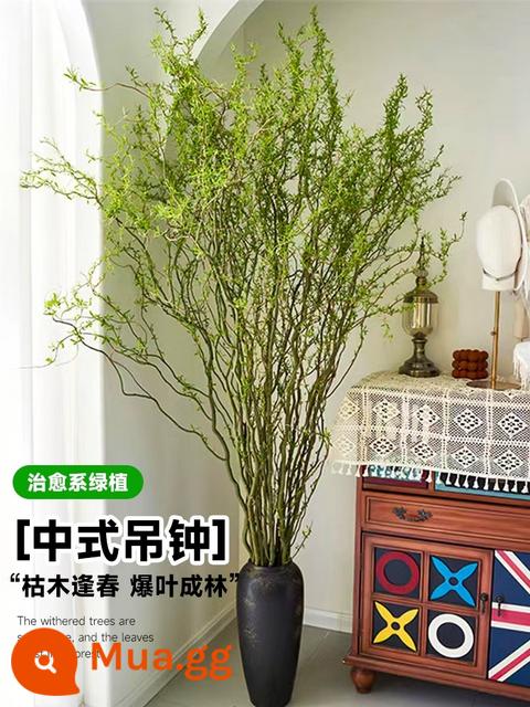 Cây thủy canh Rồng Liễu cành tươi cắt hoa thủy canh wabi-sabi gió cây xanh nandina tre tuyết liễu cành khô chuông treo trong nhà chậu cây - Đồng hồ treo kiểu Trung Hoa—chọn 6 cành liễu rồng cao 1 mét (ngâm nước mọc lá)