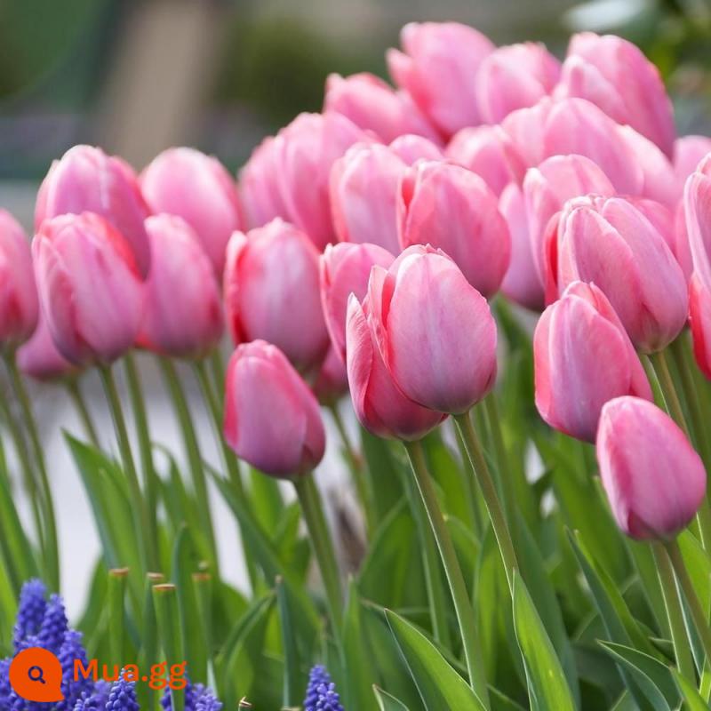 Tulip bóng lớn nhập khẩu cánh kép trồng thủy canh bốn mùa ra hoa 5 năm độ bóng nuôi cấy đất trồng hoa hạt giống trồng trong chậu - [95% Khách Hàng Lựa Chọn] Bí Ẩn Van Eyck 5 Quả Bóng + Phân Bón