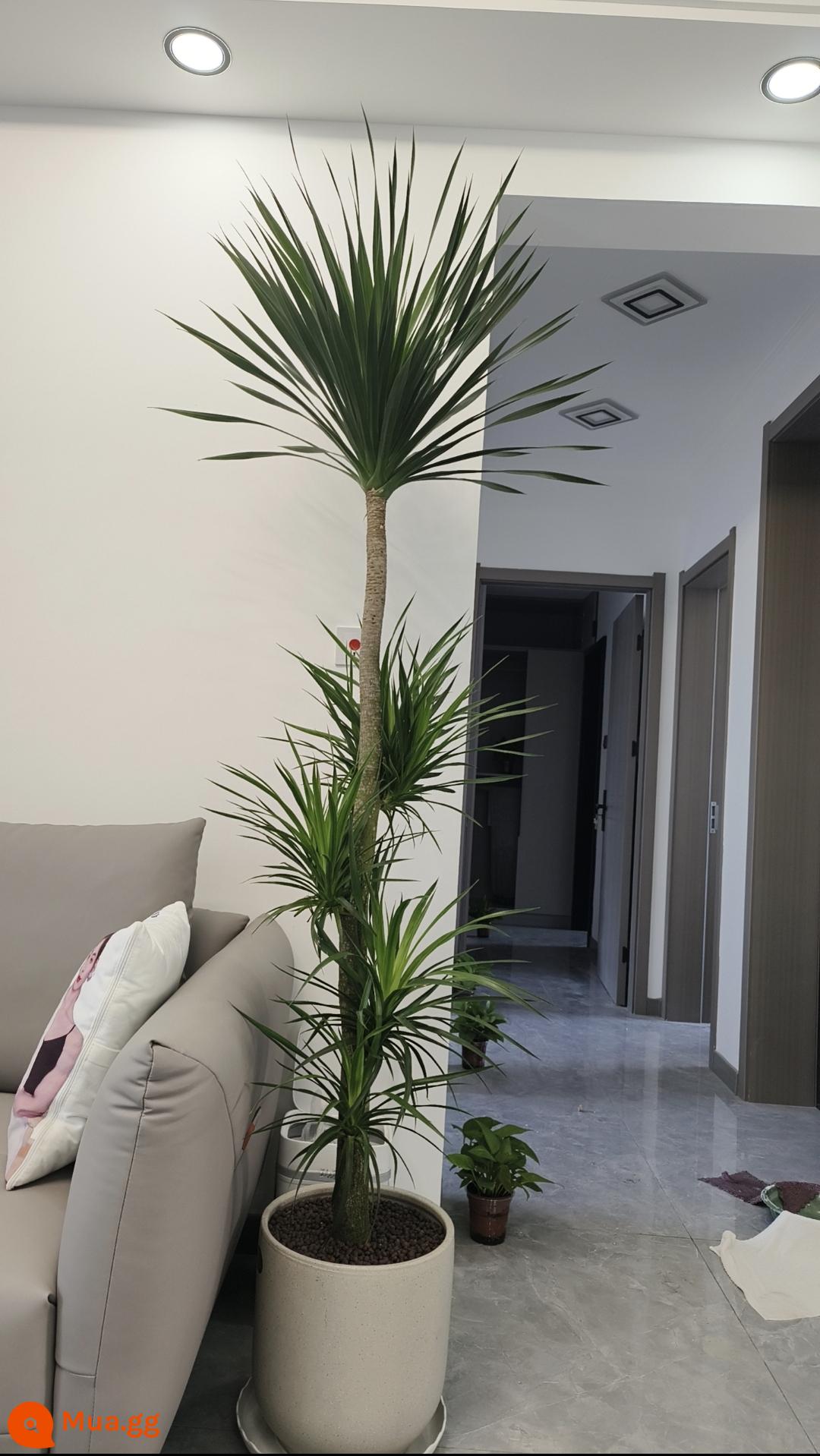 Cây xanh phòng khách Dracaena, cây trồng trong chậu trong nhà, cây văn phòng lớn, Cây Râu Rồng có tác dụng thanh lọc không khí, loại bỏ formaldehyde rất tốt. - Nhiều lớp đặc biệt 1,6-1,8m- [chậu tròn]