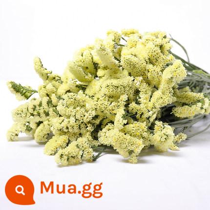 Gypsophila khô bó hoa trang trí trang trí nhà phòng khách trang trí phòng ngủ bó lớn tự nhiên làm khô bằng không khí với bình hoa miễn phí vận chuyển - Màu vàng quên tôi (không bao gồm chai) mua một tặng một (lấy màu ngẫu nhiên)