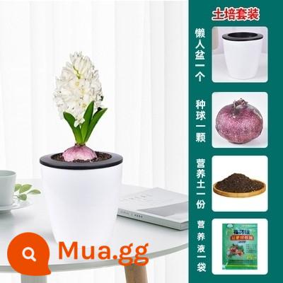 Bộ thủy canh hạt giống lục bình trong nhà và ngoài trời dễ trồng, dễ sống, trồng đất thủy canh chịu lạnh cây trồng trong chậu hạt giống hoa - 1 bóng trắng + chậu lười + đất dinh dưỡng + dung dịch dinh dưỡng