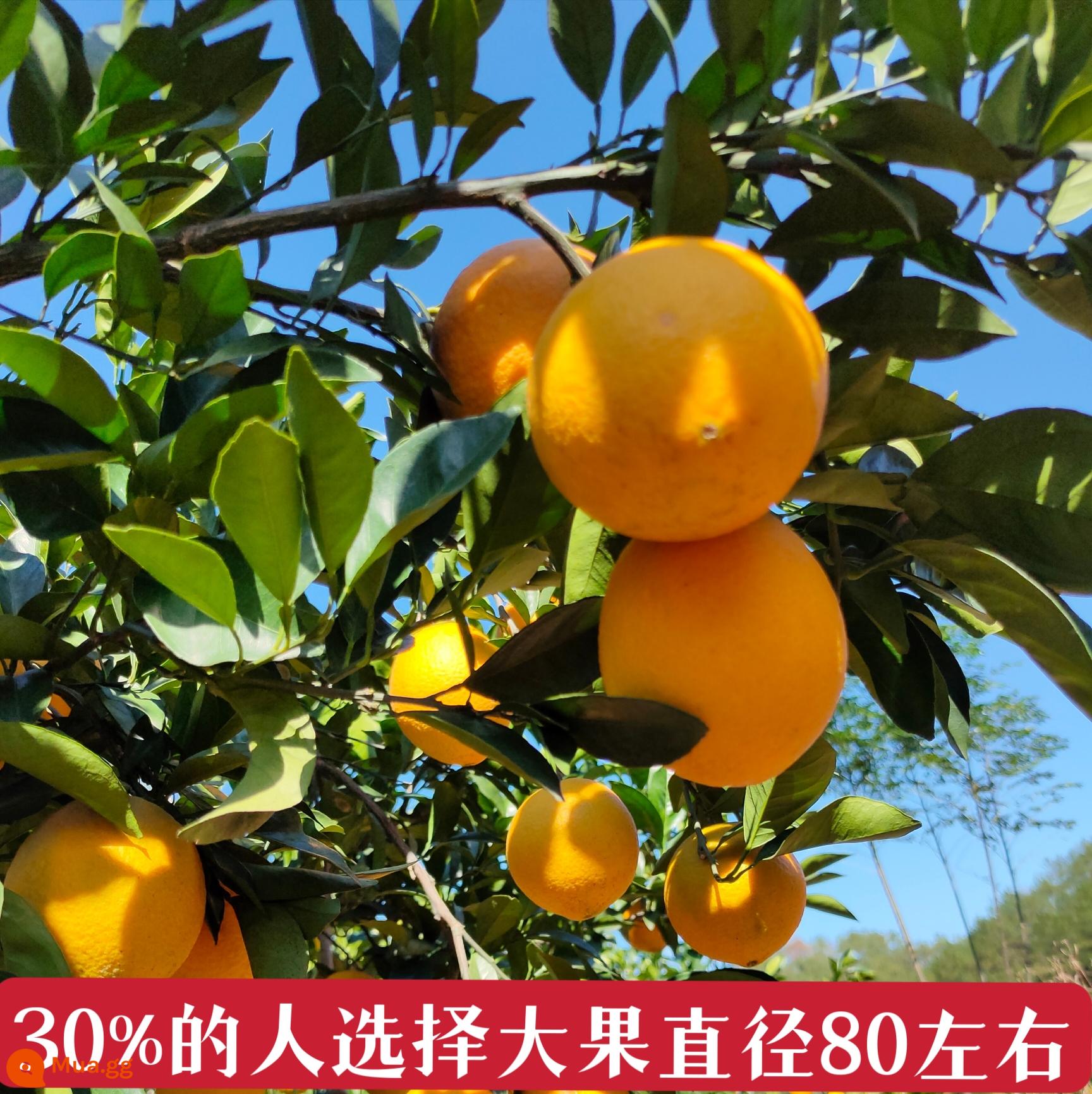 Jiangxi Gannan Navel Orange Ganzhou xin - 80mm (bao gồm)-85mm (không bao gồm)