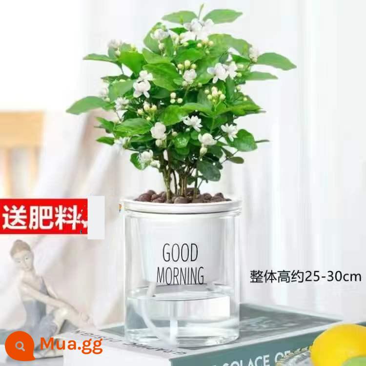 Cây giống hoa nhài trong chậu cây có nụ cây dành dành hoa cây xanh trong nhà Jiulixiang hương thơm mạnh bốn mùa ra hoa dễ trồng - [Nở vào năm hiện tại] Trumpet Jasmine (chậu thấm Bắc Âu)