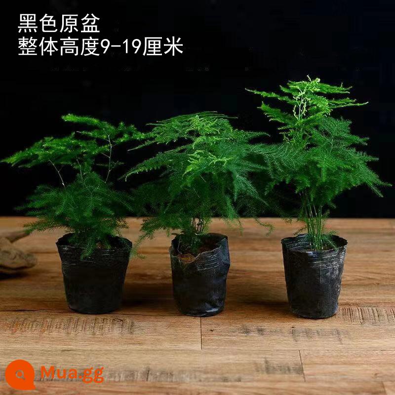 Măng tây xanh cây bonsai trong chậu để bàn trong nhà chịu bóng cây thường xanh bốn mùa mới trồng dễ trồng với đất nuôi cấy trong chậu - 5 chậu măng tây nhỏ (chậu cây giống gốc với đất gốc)