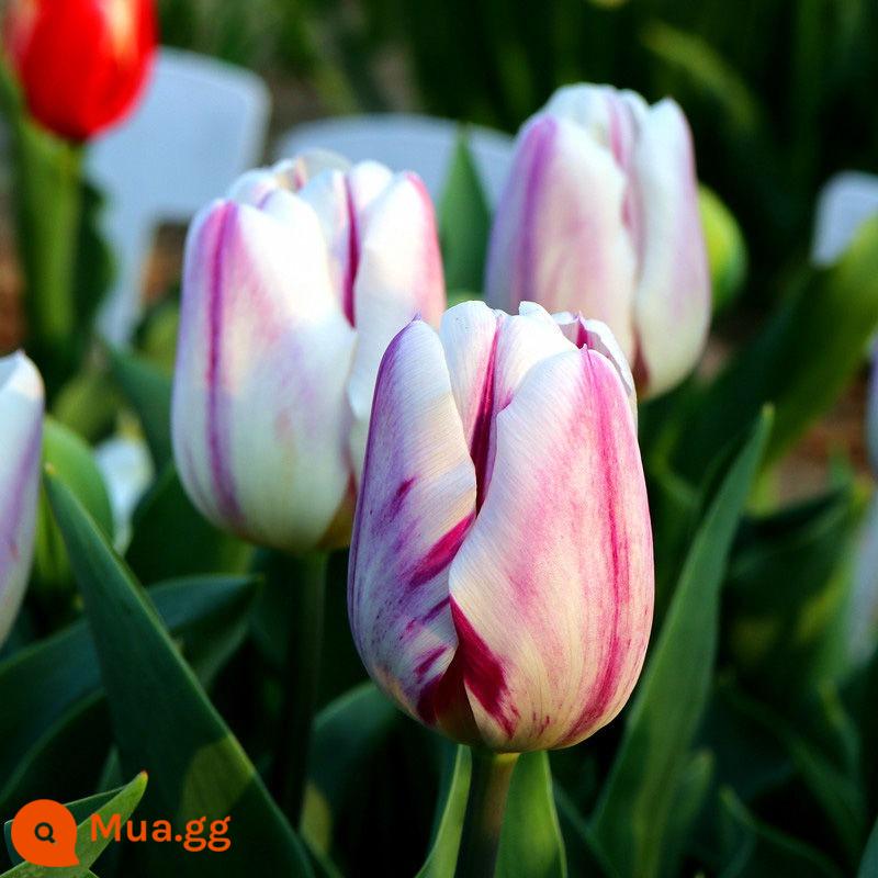 Hoa tulip thủy canh, củ lớn, hạt thủy tiên, cây xanh trồng trong chậu, hoa trồng trong nhà, tốt cho trồng lục bình - Củ tulip sọc tím và trắng [phiên bản được bọc và kết hợp]