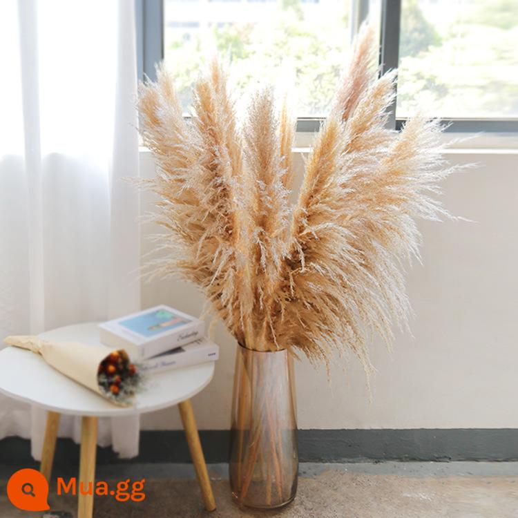 Lưới đỏ pampas tự nhiên sậy hoa khô hoa thật pampas cỏ trang trí ins phong cách đám cưới hạ cánh cành lớn mô phỏng bó hoa - ❤Có thể xuất hóa đơn❤Đảm bảo thay thế nếu bị hư hỏng❤Giảm giá số lượng lớn