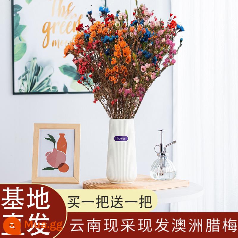 Wintersweet Úc, hoa Tết Nguyên Đán chọn lọc, cắm hoa thủy canh, hoa tươi cắt cành - 1 bó Wintersweet mix màu + 1 lọ nhựa trắng (nếu chụp hình sẽ được tặng thêm 1 bó Wintersweet mix màu)) Một bó khoảng 300 gram