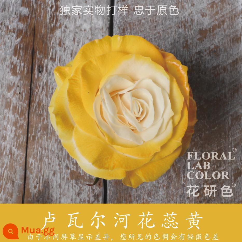 Flower Research color phun sơn phun màu đại lý thuốc nhuộm tóc chính hãng Michigan crush ice blue cao cấp màu Morandi - Vàng 15# nhị hoa Loire màu vàng