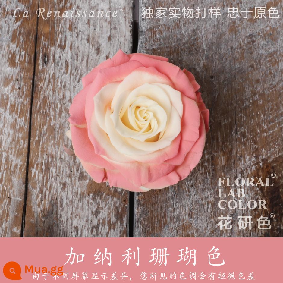 Flower Research color phun sơn phun màu đại lý thuốc nhuộm tóc chính hãng Michigan crush ice blue cao cấp màu Morandi - San hô hoàng yến 42#