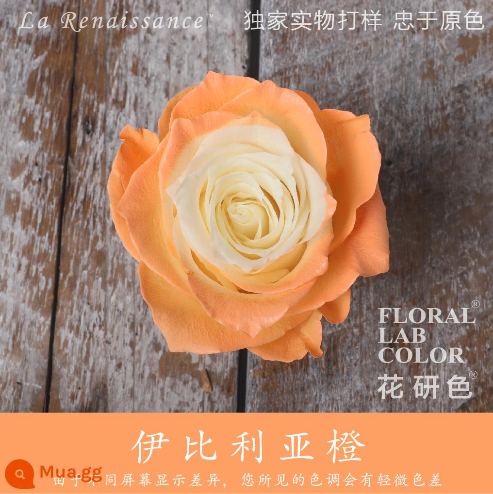 Flower Research color phun sơn phun màu đại lý thuốc nhuộm tóc chính hãng Michigan crush ice blue cao cấp màu Morandi - Cam Iberia R024#