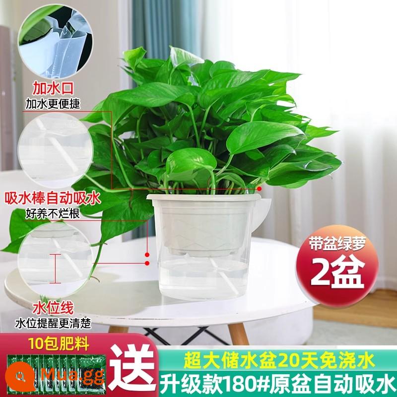 Cây kudzu vàng loại bỏ formaldehyd Cây trồng trong chậu thanh lọc không khí trong nhà hoa xanh Luo nhà mới Cây kudzu vàng hấp thụ formaldehyde - 2 chậu [nâng cấp 180# chậu trắng tự hút] miễn phí 10 bao phân bón