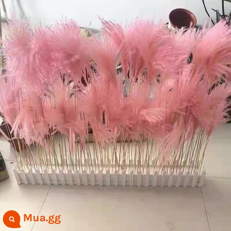 Sậy tự nhiên hoa khô nhà thật hoa trang trí phòng khách pampas hoa cỏ trang trí ban công trang trí ins mô phỏng - Cây sậy nhỏ màu hồng 60 cm 50 miếng