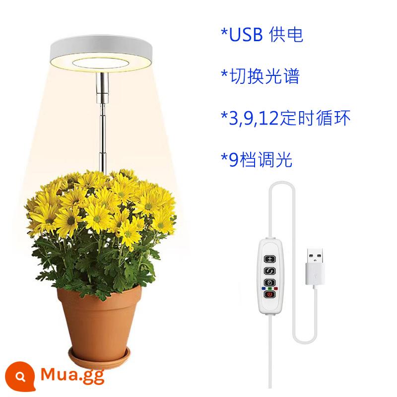 USB thông thường plug-in clip cây lấp đầy ánh sáng bắt chước mặt trời toàn phổ hoa mọc rêu mọng nước trong chậu tiểu cảnh - Mô hình hẹn giờ đèn cây mặt đất