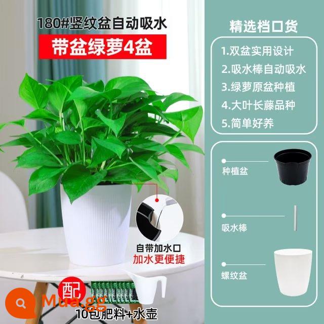 Chậu cây kudzu vàng trồng trong nhà loại bỏ formaldehyde, dễ trồng Cây dây leo dài kudzu vàng cho nhà mới, chậu cây xanh lớn hút formaldehyde trong gia đình - 4 chậu [mẫu nâng cấp 180# sọc dọc tự hút] + chậu + 10 bao phân bón