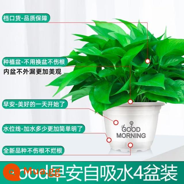 Chậu cây kudzu vàng trồng trong nhà loại bỏ formaldehyde, dễ trồng Cây dây leo dài kudzu vàng cho nhà mới, chậu cây xanh lớn hút formaldehyde trong gia đình - 4 chậu [Ưu đãi đặc biệt có hạn] Chậu buổi sáng tự hút 180# + 10 bao phân bón