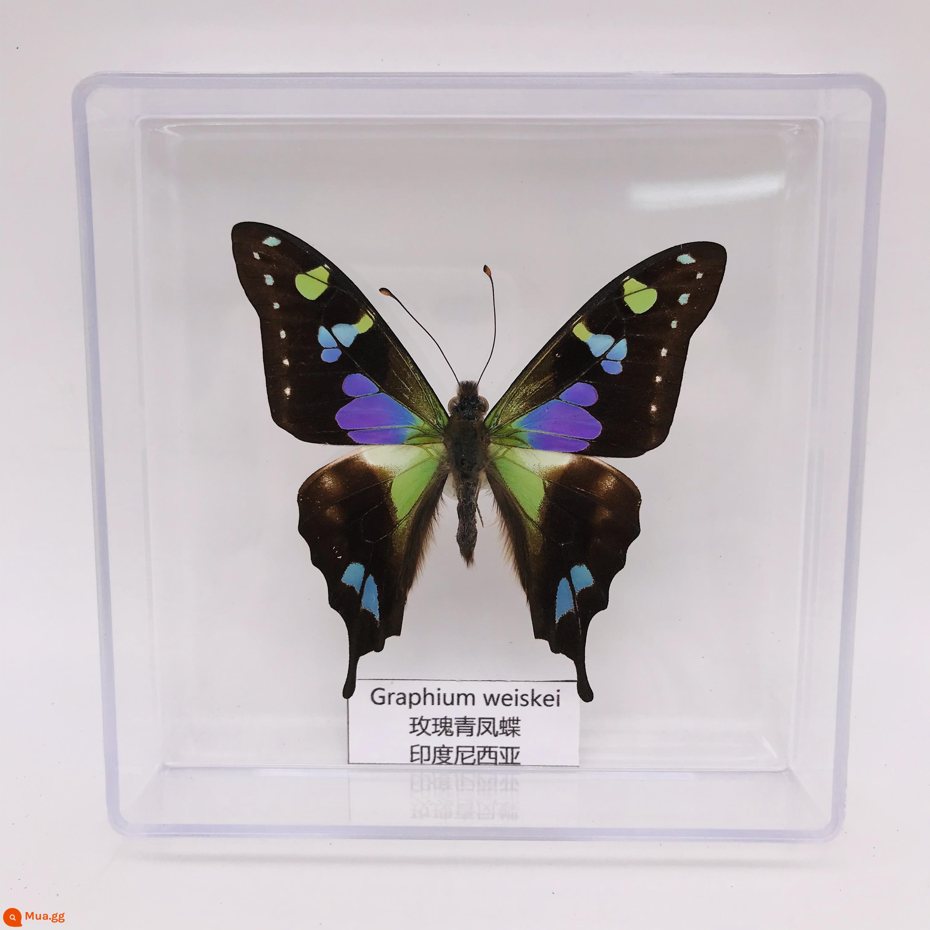 Bướm Fairy Butterfly Đặc điểm kỹ thuật Thông số kỹ thuật thực sự Đặc điểm kỹ thuật côn trùng Bướm - Màu hoa hồng bướm bướm xanh