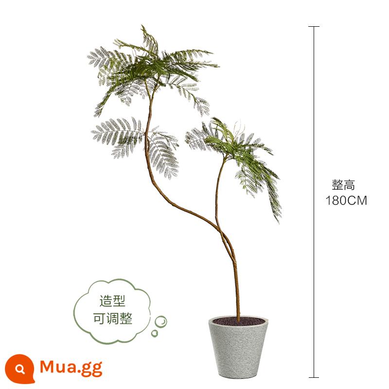 Màu xanh jacaranda mô phỏng cây xanh cao cấp ánh sáng sang trọng trong nhà trang trí phòng khách hoa sinh học giả cây trồng trong chậu lớn trên sàn - Chậu hoa jacaranda xanh nhạt sang trọng 180CM-C + chậu kèn hoa văn trắng 31*31