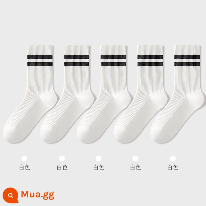 Tất nữ mùa thu đông 100% cotton chính hãng đến giữa bắp chân kháng khuẩn và khử mùi xuân thu sọc vớ quần cá mập - Tổ hợp tám (5 màu trắng)