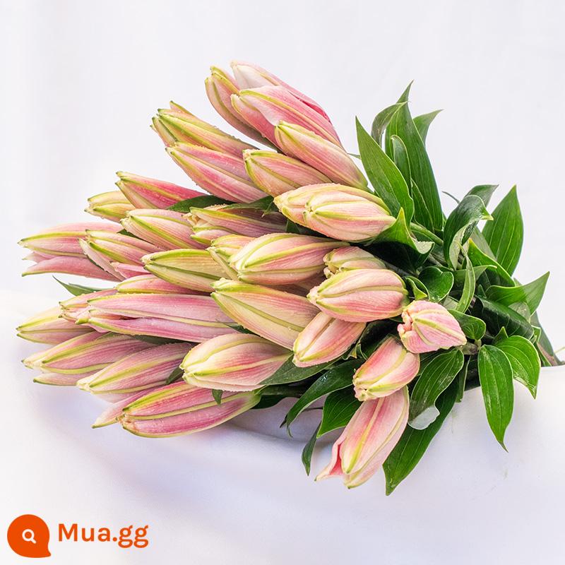 Vân Nam Đế Hoa Tóc Thẳng Nước Hoa Lily Tươi Cắt Hoa Hoa Thật Hoa Hướng Dương Hoa Hồng Nhà Bình Thủy Canh - 20 bông huệ hồng