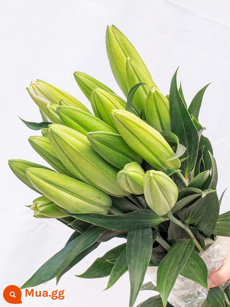 Vân Nam Đế Hoa Tóc Thẳng Nước Hoa Lily Tươi Cắt Hoa Hoa Thật Hoa Hướng Dương Hoa Hồng Nhà Bình Thủy Canh - 10 bông huệ vàng