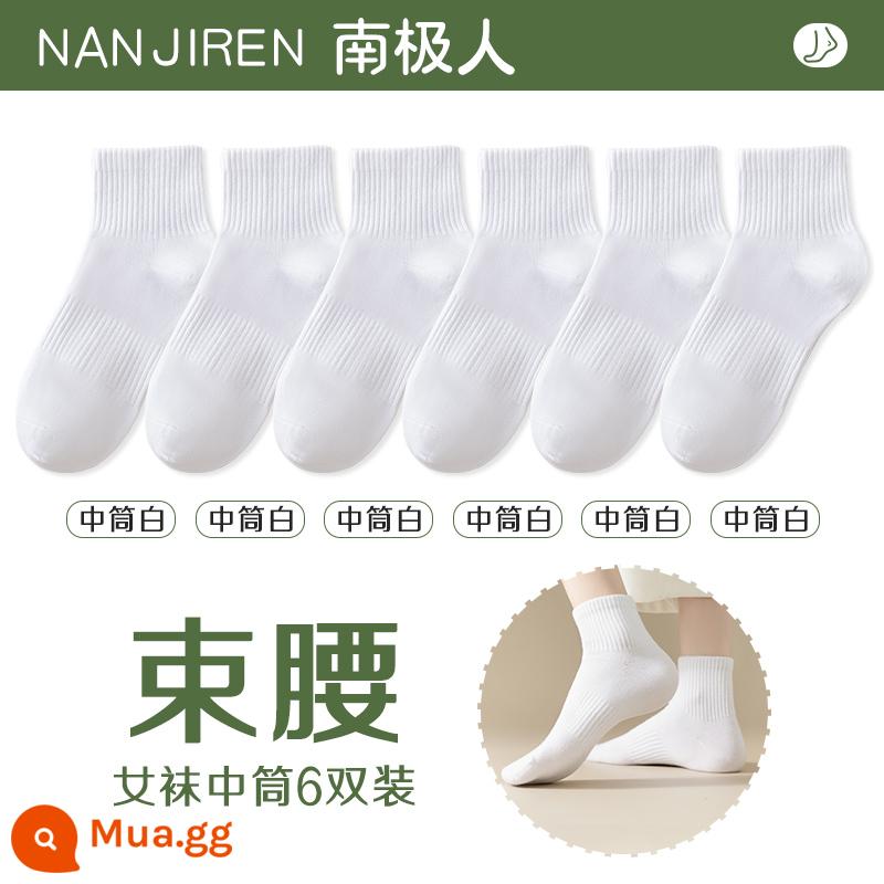 Tất nữ Tất dài đến bắp chân nữ mùa xuân thu đông Tất cotton nguyên chất không xương Tất thể thao mùa hè Tất ngắn nữ màu trắng nam - [Ống giữa] 6 màu trắng