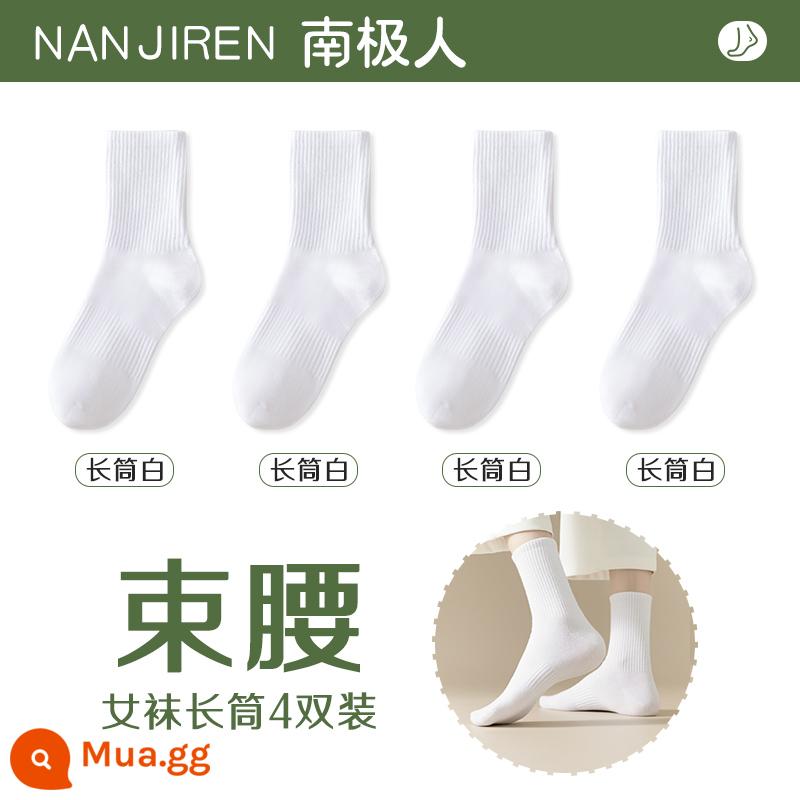 Tất nữ Tất dài đến bắp chân nữ mùa xuân thu đông Tất cotton nguyên chất không xương Tất thể thao mùa hè Tất ngắn nữ màu trắng nam - [Ống dài] 4 màu trắng