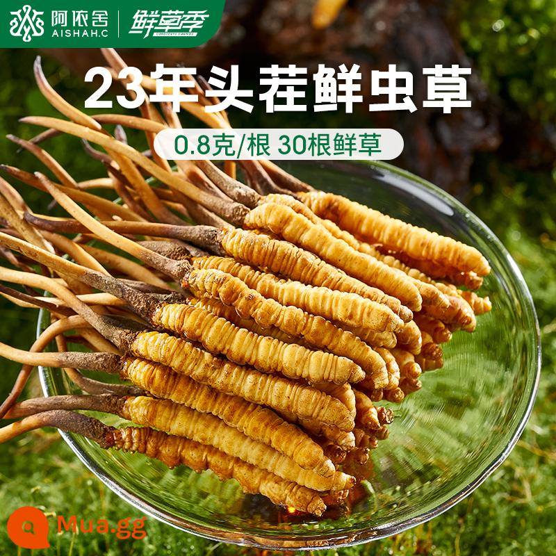 Aishe Cordyceps sinensis chính hãng Đông Trùng Hạ Thảo hàng khô hộp quà tặng 10g 4 que/g cửa hàng flagship chính thức - 0,8g/gốc [30 củ cỏ tươi]