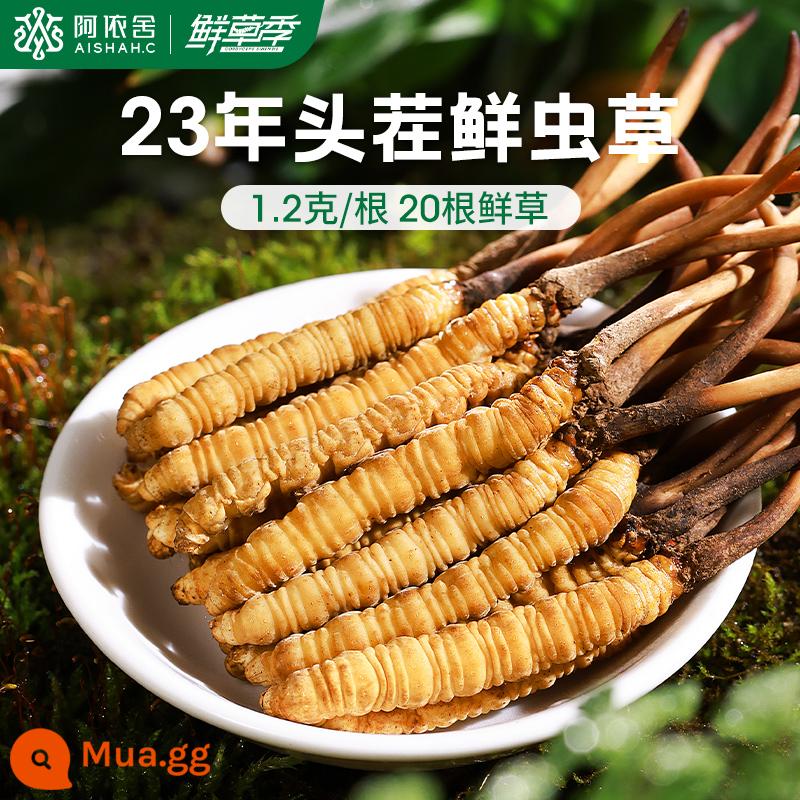 Aishe Cordyceps sinensis chính hãng Đông Trùng Hạ Thảo hàng khô hộp quà tặng 10g 4 que/g cửa hàng flagship chính thức - 1,2g/gốc [20 rễ cỏ tươi]