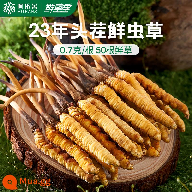 Aishe Cordyceps sinensis chính hãng Đông Trùng Hạ Thảo hàng khô hộp quà tặng 10g 4 que/g cửa hàng flagship chính thức - 0,7g/gốc [50 củ cỏ tươi]