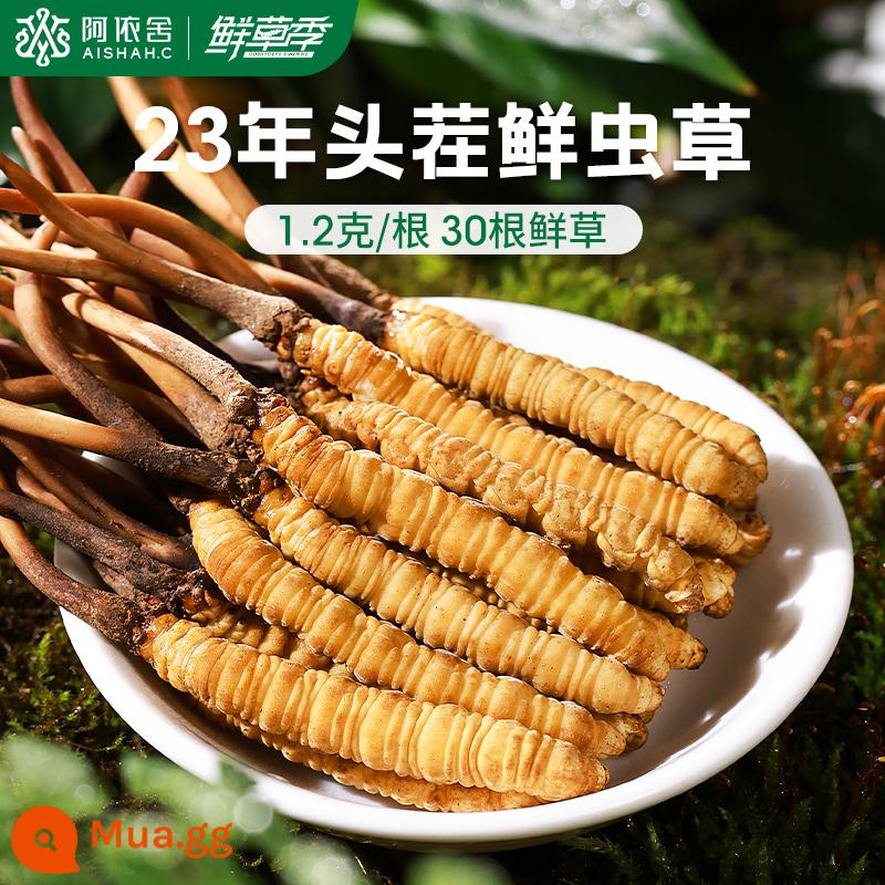 Aishe Cordyceps sinensis chính hãng Đông Trùng Hạ Thảo hàng khô hộp quà tặng 10g 4 que/g cửa hàng flagship chính thức - 1,2g/gốc [30 củ cỏ tươi]