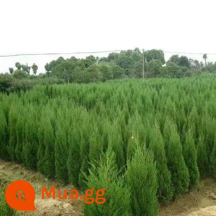 Cây bách tháp, cây non pinyon và arborvitae, cây bách xù, cây thông chùa và cây bách rồng, cây bách hinoki cây bách chịu lạnh bốn mùa phủ xanh dự án - Tabasco chất lượng cao: 1,8 mét trở lên (đã bao gồm bột tạo rễ)