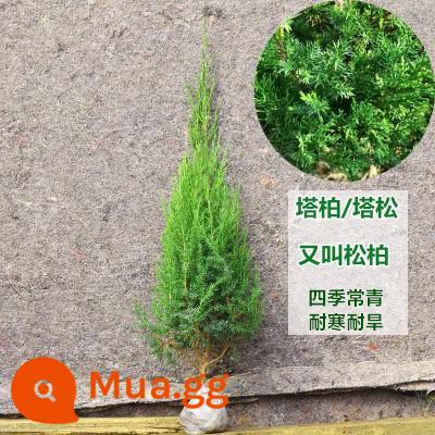 Cây bách tháp, cây non pinyon và arborvitae, cây bách xù, cây thông chùa và cây bách rồng, cây bách hinoki cây bách chịu lạnh bốn mùa phủ xanh dự án - Tabasco cao cấp: 40cm trở lên (đã bao gồm bột tạo rễ)