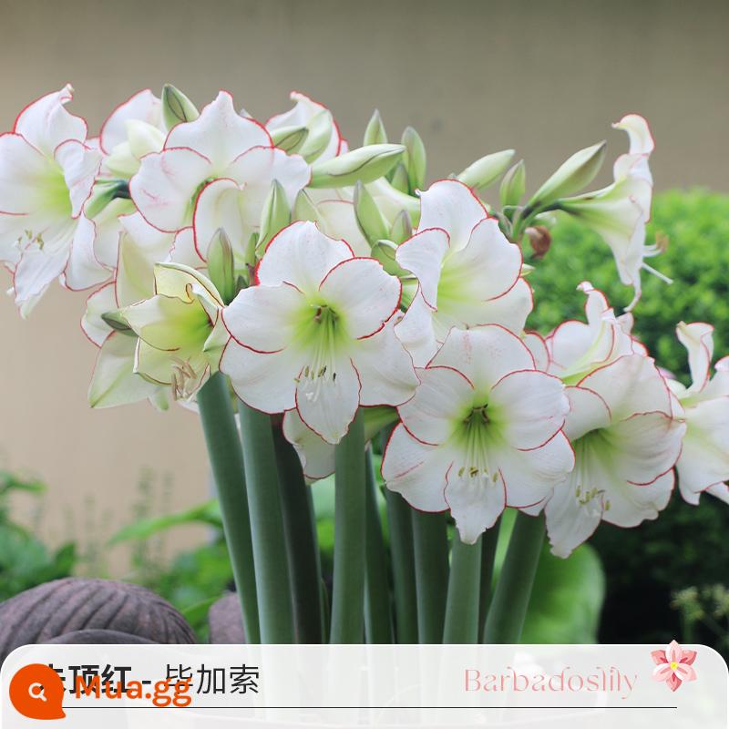 Cầu vồng, Việt Nam, Châu Phi, Peru Hippeastrum nhập khẩu củ hoa đôi, củ lớn, ma Alfred, diễn viên hài Tika, bán trước - [3 bàn] Cây Amaryllis Picasso của Peru (28/30)