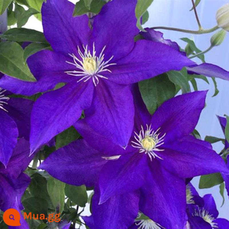 Bia Clematis Josephine Cây nho leo Hoa leo Vườn cây giống lớn Hoa nhiều mùa rất tốt để tăng gấp đôi Hoa lớn Utopia - [Có nụ] Nữ công tước xứ Cornwall 6L