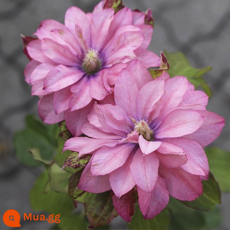 Bia Clematis Josephine Cây nho leo Hoa leo Vườn cây giống lớn Hoa nhiều mùa rất tốt để tăng gấp đôi Hoa lớn Utopia - Bùa Hồng P14