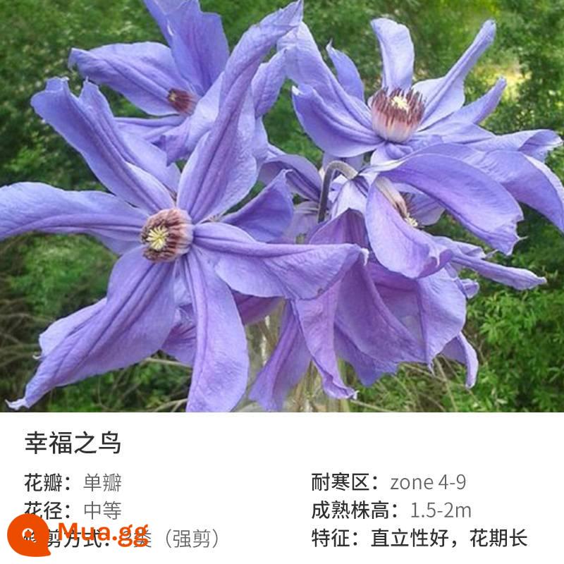 Bia Clematis Josephine Cây nho leo Hoa leo Vườn cây giống lớn Hoa nhiều mùa rất tốt để tăng gấp đôi Hoa lớn Utopia - Chim Hạnh Phúc 1.5 Gallon