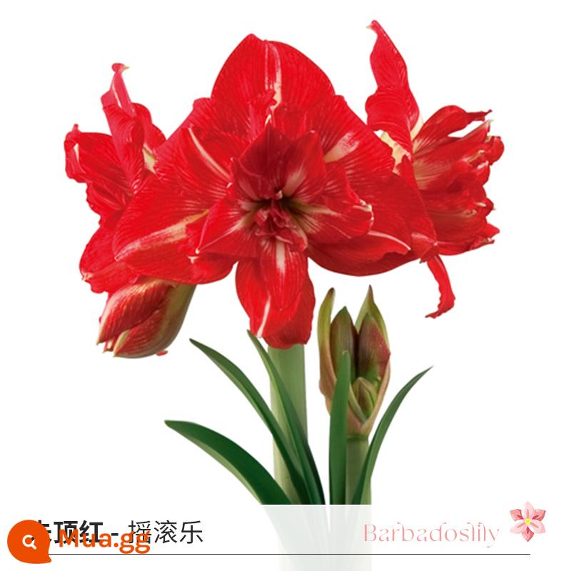 Cầu vồng, Việt Nam, Châu Phi, Peru Hippeastrum nhập khẩu củ hoa đôi, củ lớn, ma Alfred, diễn viên hài Tika, bán trước - [Giá gốc 85 nhân dân tệ] Amaryllis Rock Nam Phi (26/28)