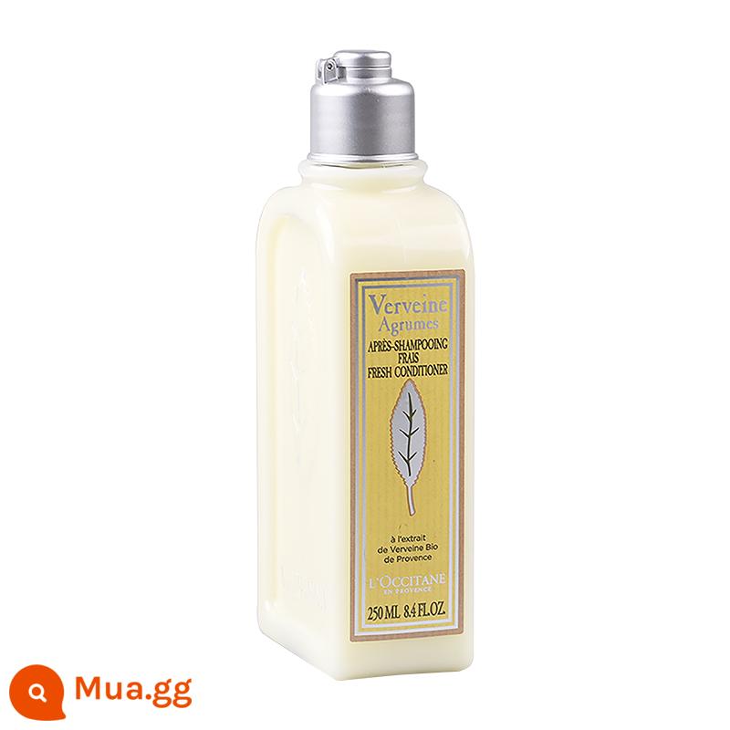 [Tự vận hành] Dầu gội và dầu xả L'Occitane Verbena 250ml Dầu gội và dầu xả không chứa dầu Silicone Hương thơm trái cây - Dầu xả Verbena [Trái cây Yang]