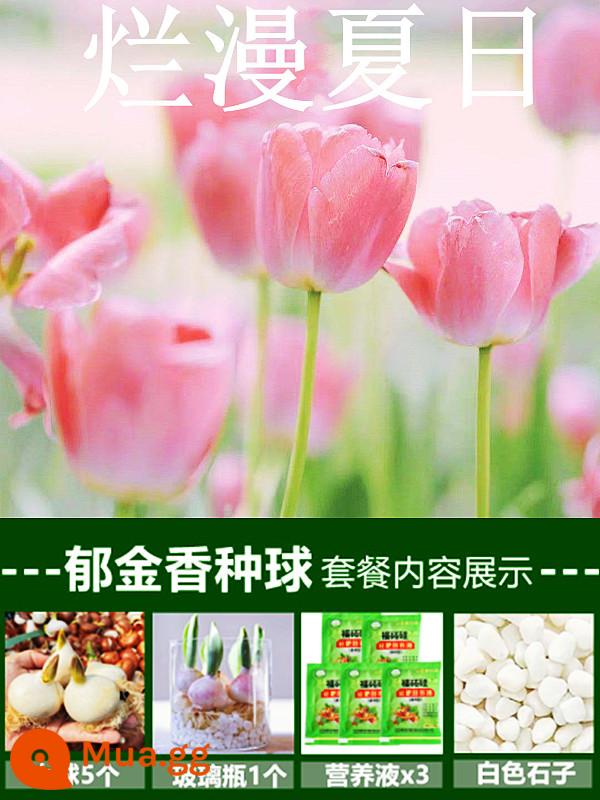 Tulip củ trồng thủy canh trong chậu có nụ cây hoa tươi trồng trong nhà hạt giống nhập khẩu dễ nuôi Bóng 5 độ - [Gói thủy canh] 5 bông hoa tulip hồng [Dung dịch dinh dưỡng miễn phí + bột tạo rễ]