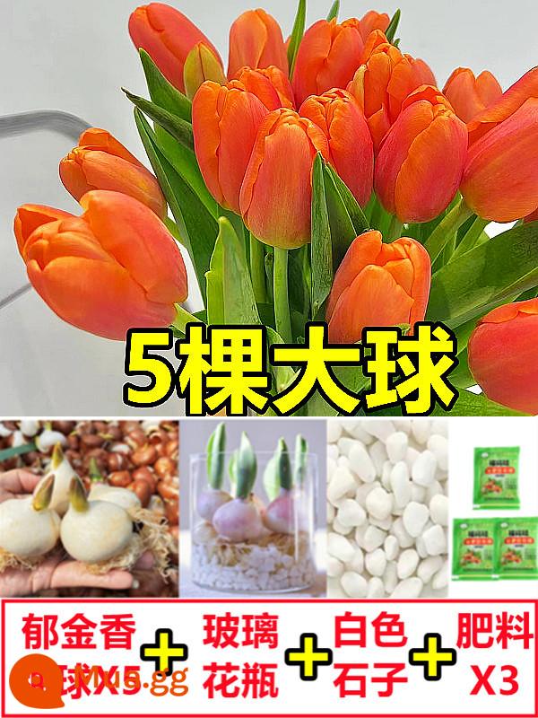 Tulip củ trồng thủy canh trong chậu có nụ cây hoa tươi trồng trong nhà hạt giống nhập khẩu dễ nuôi Bóng 5 độ - [Gói thủy canh] 5 bông hoa tulip màu cam [Dung dịch dinh dưỡng miễn phí + Bột tạo rễ]