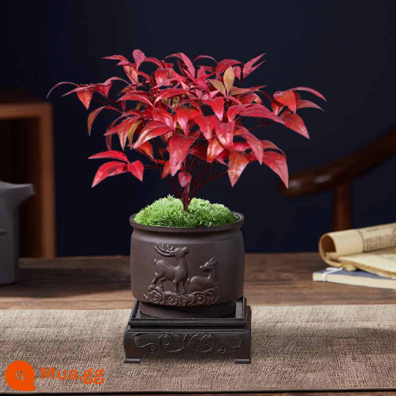 Cây trồng trong chậu Flame Nandina, tán lá, cây cảnh nhỏ, dễ trồng, dễ sống, cây xanh chịu lạnh, bàn trà học tập, tiểu cảnh Zen - 120# Ngọn Lửa Nandina + Chậu Cát Tím Hươu Đôi + Đáy Vuông + Rêu + Phân Bón